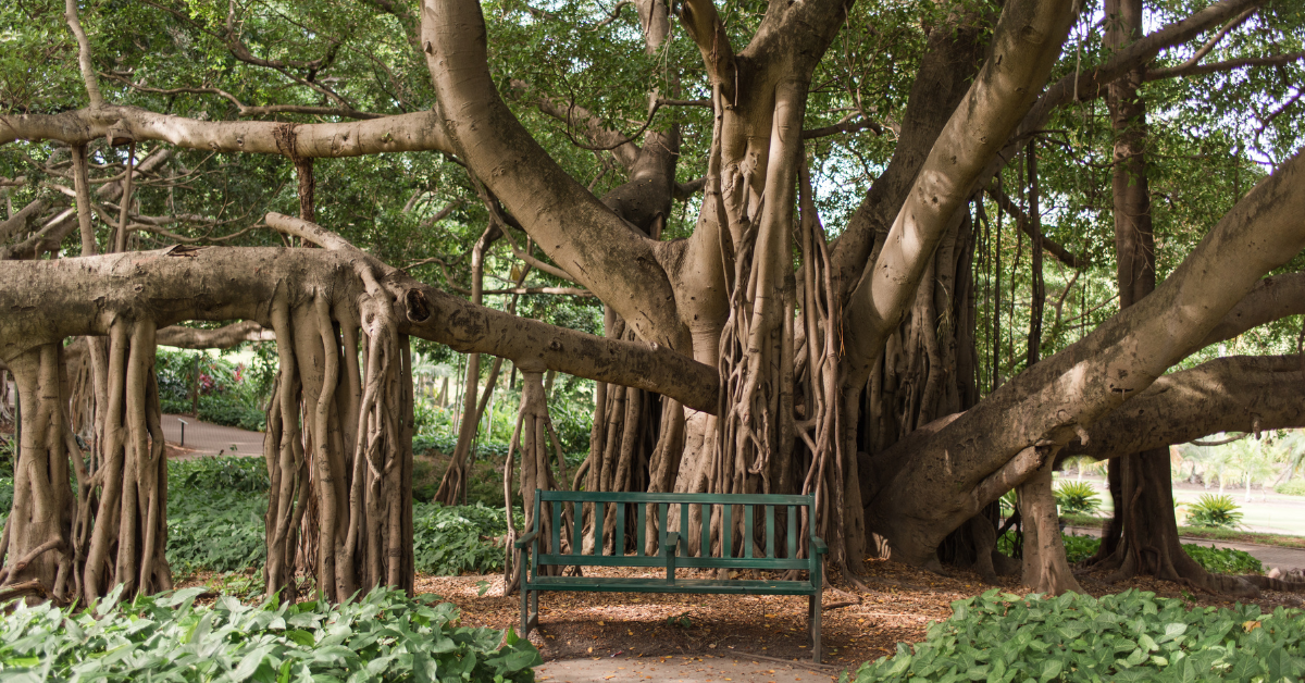 Brisbane City Botanic Gardens large fig tree with sprawling branches and tranquil bench chair